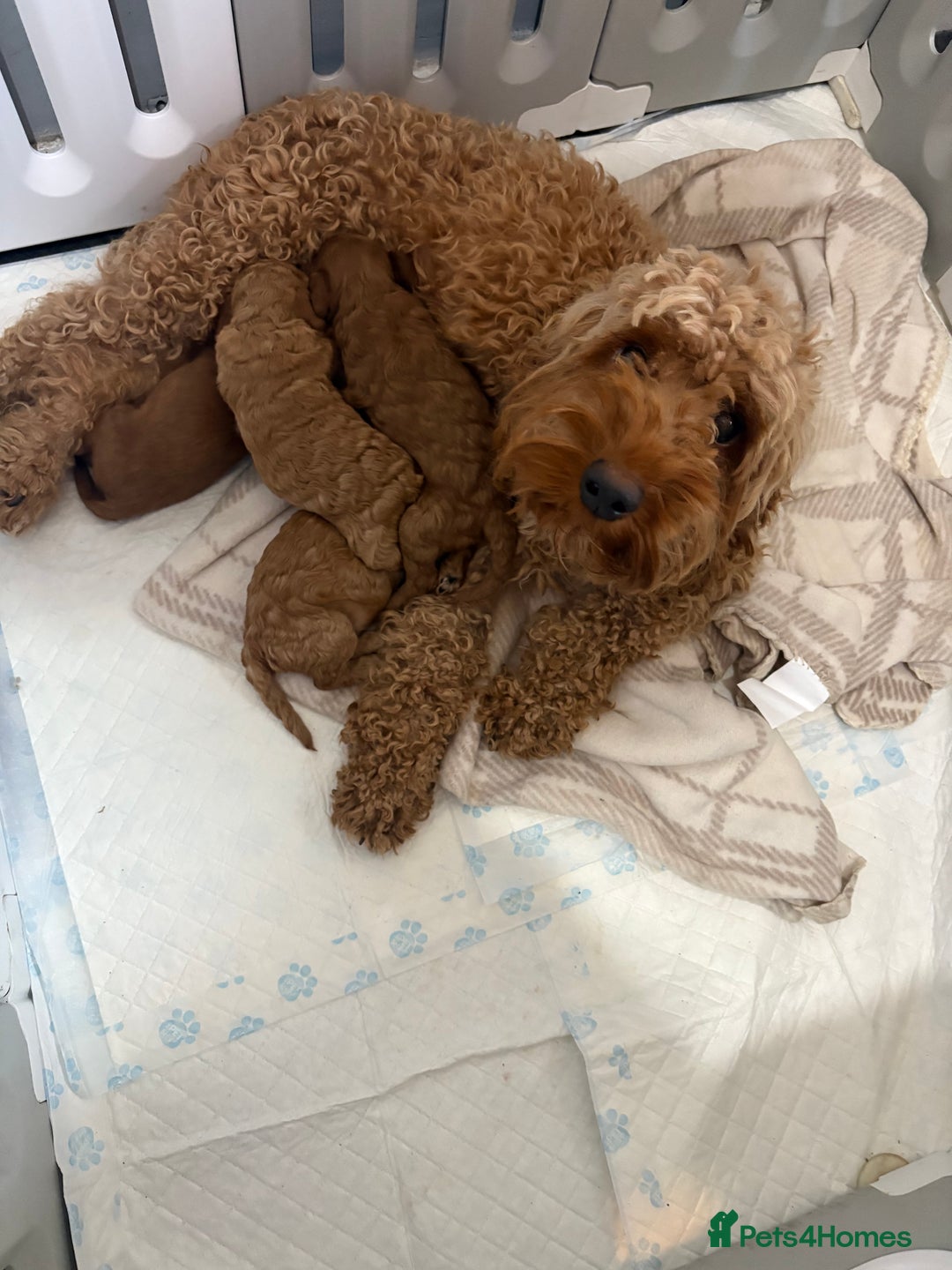 Cockapoo dogs for sale: Gorgeous Red Cockapoo Puppies  - Image 1
