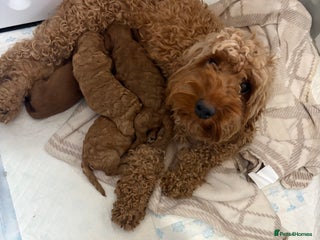 Cockapoo dogs - Advert 5