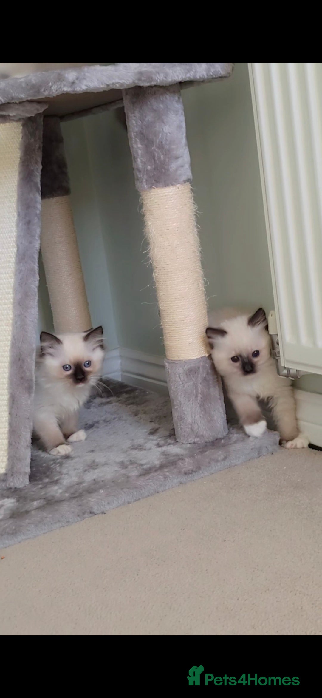 Ragdoll cats for sale: TICA REGISTERED KITTENS/Active - Advert 28