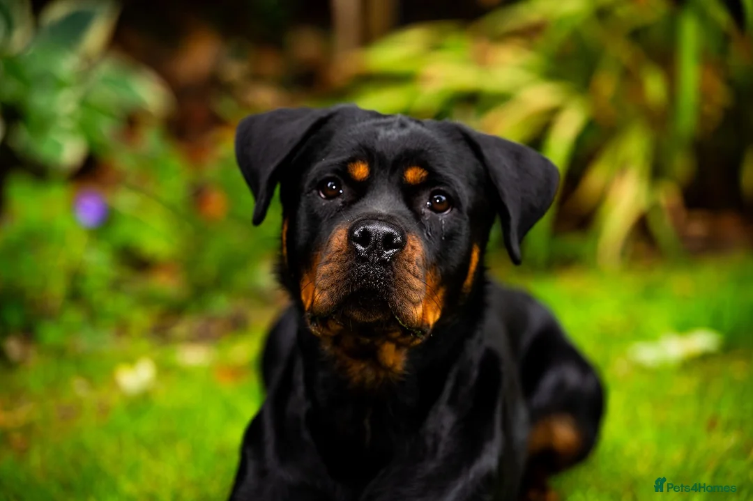 Rottweiler dogs for sale: Coco - Family friendly rottweiler in Chessington - Advert 1