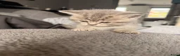 British Shorthair cats for sale: British shorthair kittens  - Advert 20