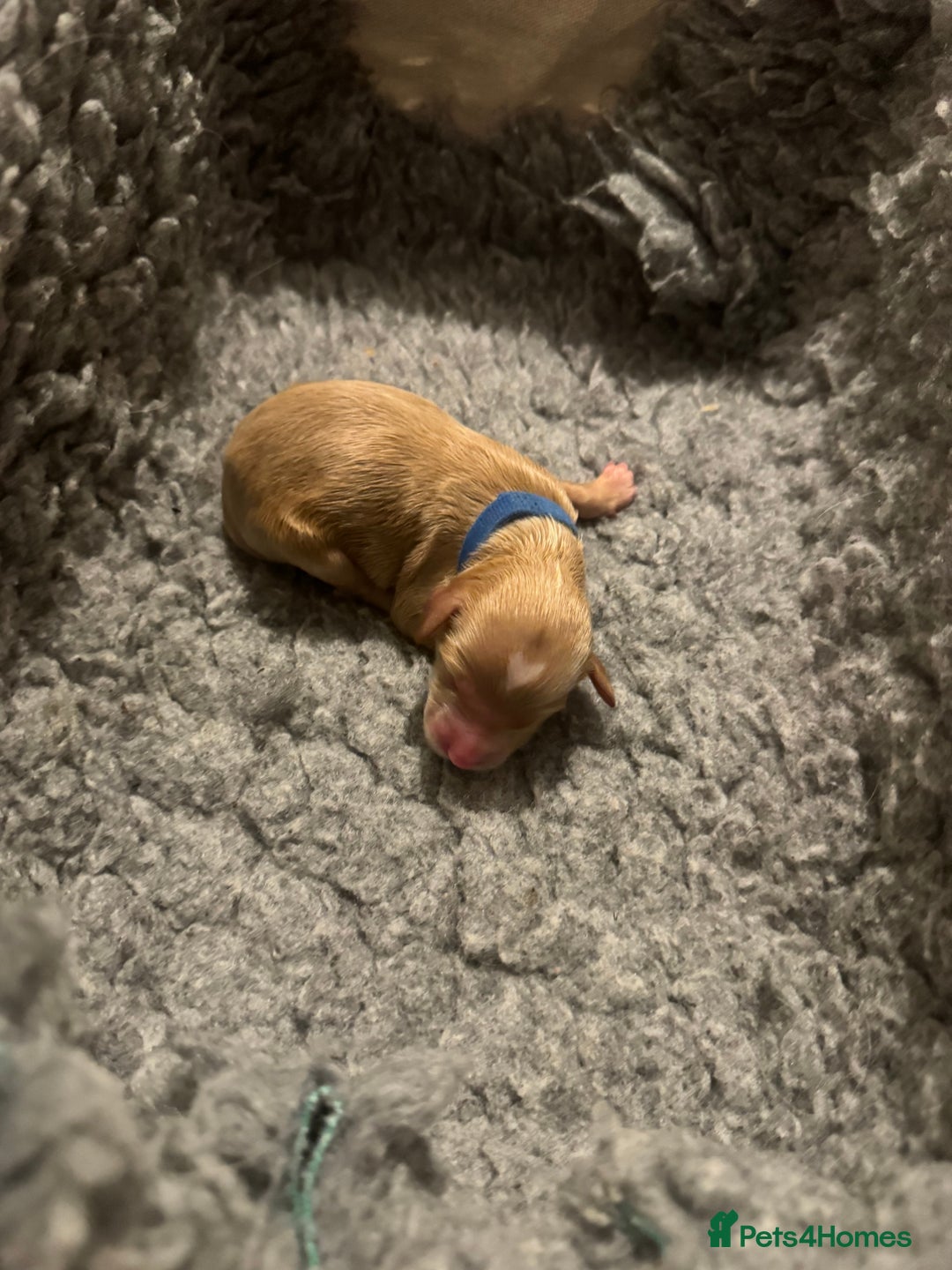 Mixed Breed dogs for sale: 👑 Superb Rare Health Teated Cockadoodledoo Pups - Image 10