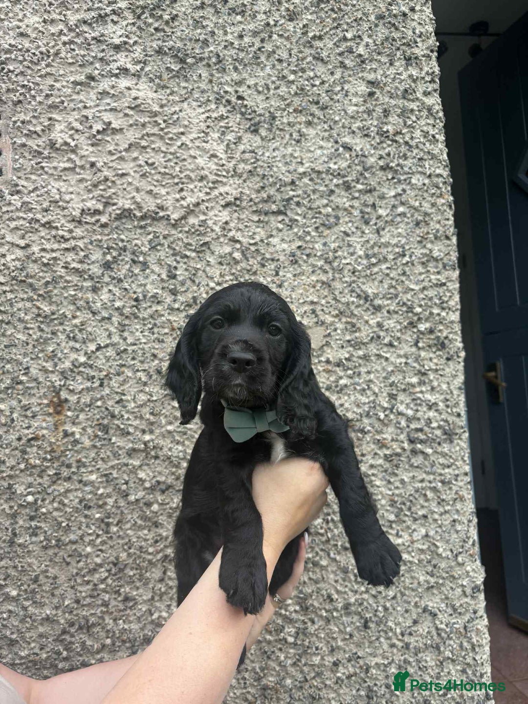 Cocker Spaniel dogs for sale: Working cocker spaniel  - Image 6