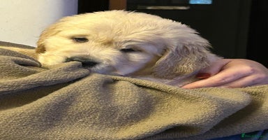 Golden Retriever dogs - Advert 1