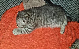 Scottish Fold cats for sale: Scottish Fold Kittens  - Image 15