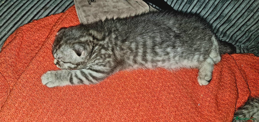 Scottish Fold cats for sale: Scottish Fold Kittens  - Image 15