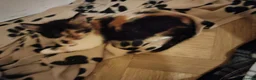 Mixed Breed cats for sale: Beautiful kittens looking for forever homes  - Advert 9