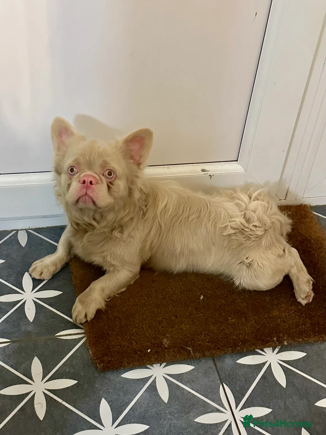 French Bulldog dogs for sale: pink male  - Advert 1