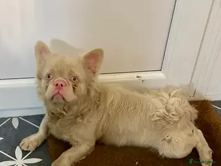 French Bulldog dogs pink male - Advert 1