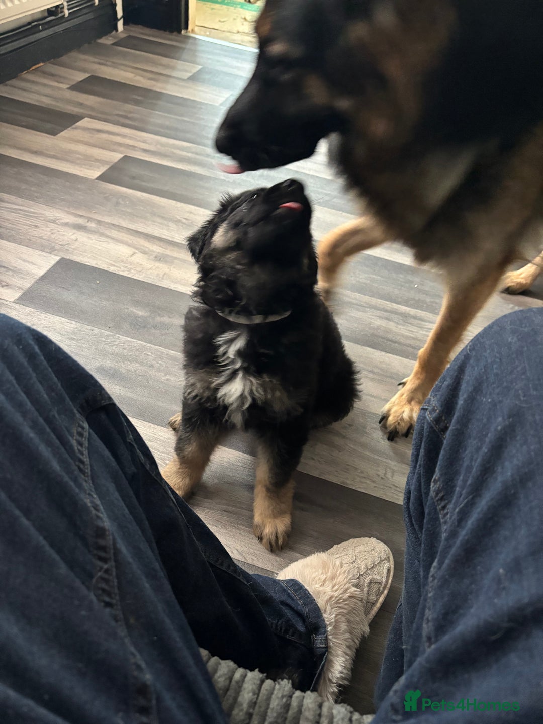 German Shepherd dogs for sale: Beautiful black/tan German shepherd pups for sale  - Image 21
