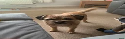 Border Terrier dogs for sale: Border Terrier Female,Monkey,Loving Home Wanted in Halifax - Advert 10