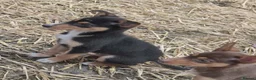 Australian Kelpie dogs for sale: Farm bred 5 boys 3 girls kelpie puppies - Advert 7