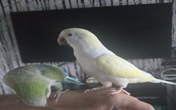 Parrots birds for sale: Proven bonded pair of hand tame quakcer parrots  - Image 4