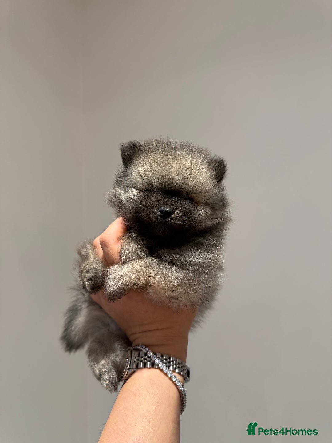 Pomeranian dogs for sale: Teddy Bear Pomerians  - Advert 3
