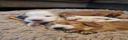 Cocker Spaniel dogs for sale: KC registered Show Cocker Spaniels  - Advert 5