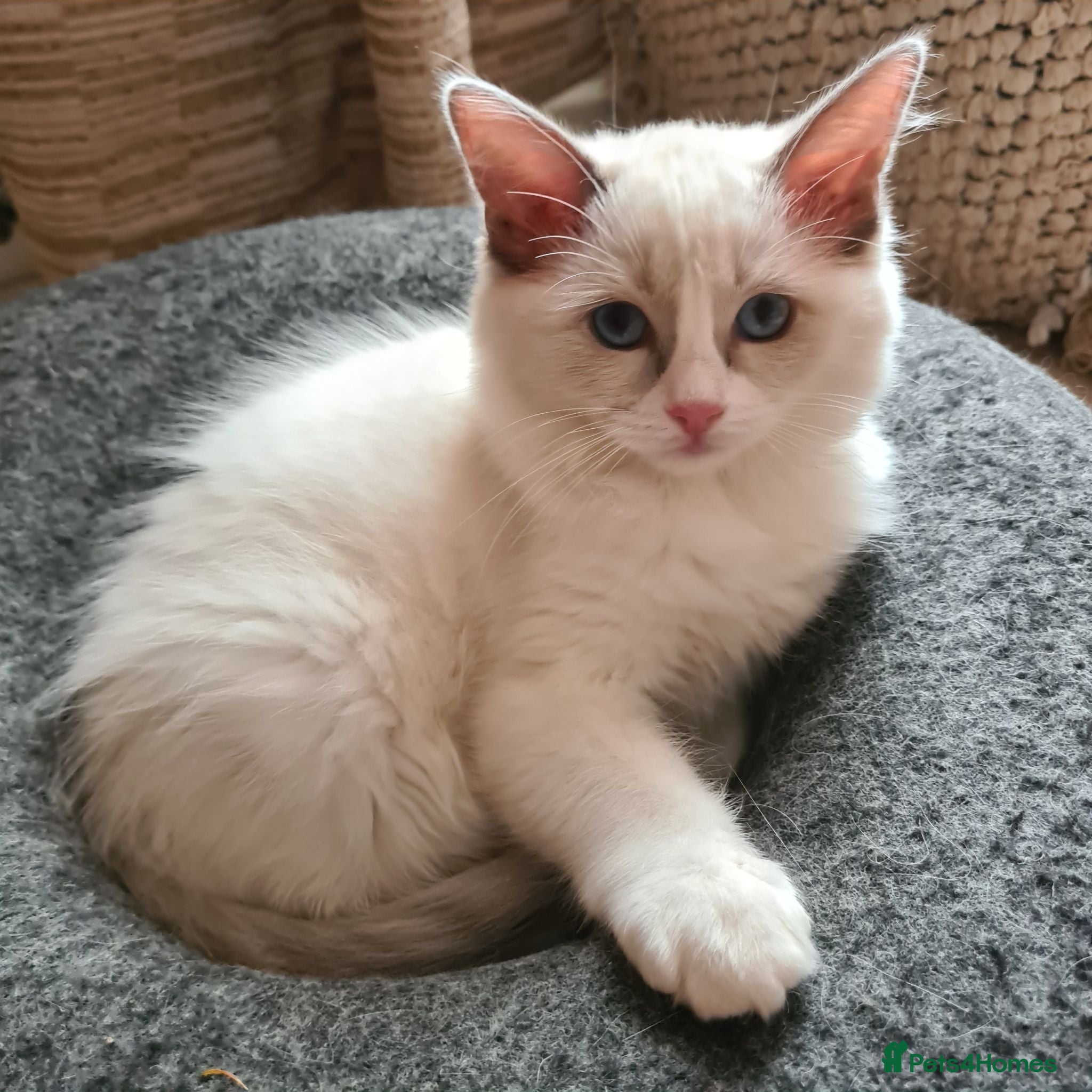 Ragdoll cats Gorgeous pure bread ragdoll kittens - Advert 1