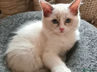 Ragdoll cats Gorgeous pure bread ragdoll kittens - Advert 1