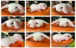 Mini Lop rabbits for sale: ⭐️Pure Breed Mini Plush Lops⭐️ - Image 4