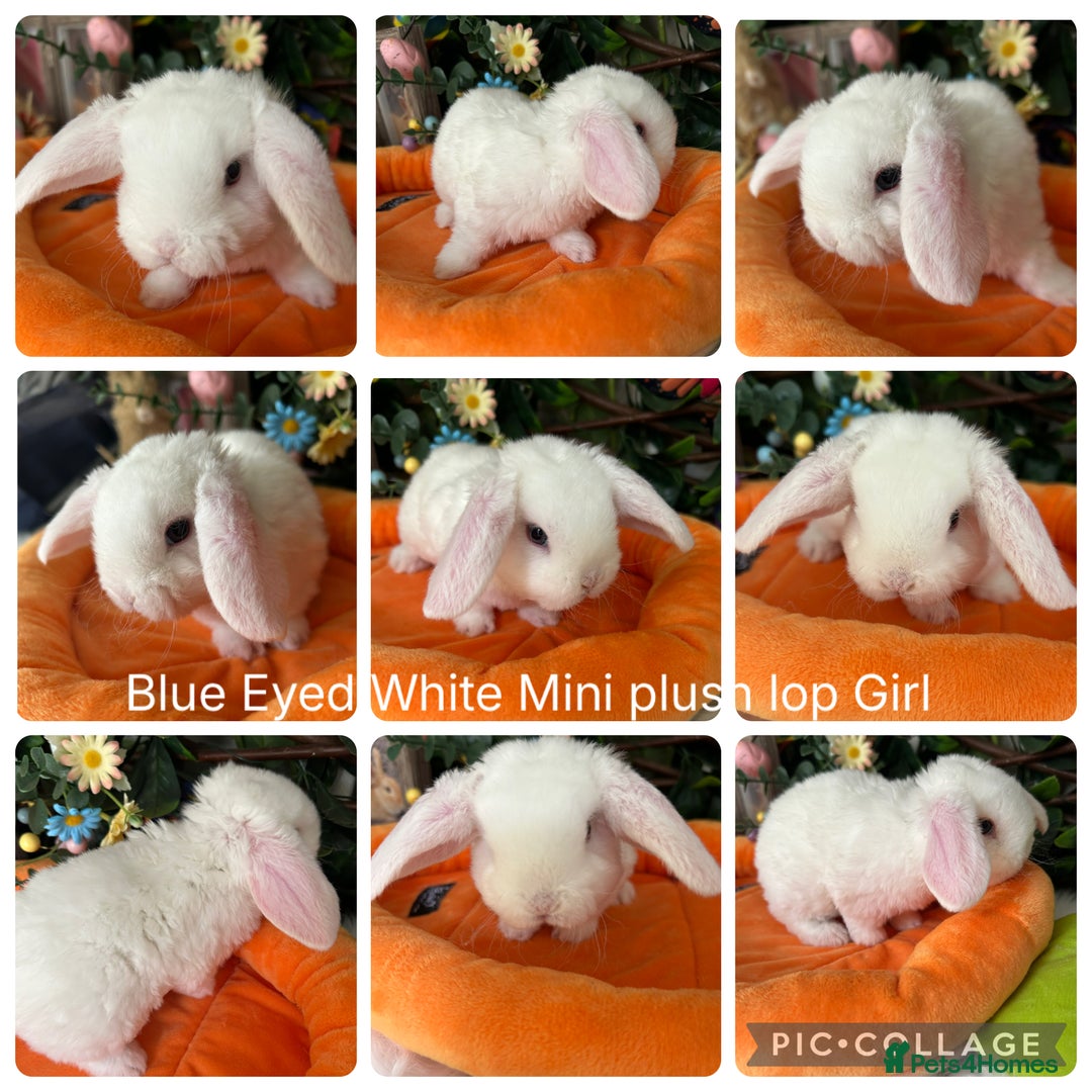 Mini Lop rabbits for sale: ⭐️Pure Breed Mini Plush Lops⭐️ - Image 4