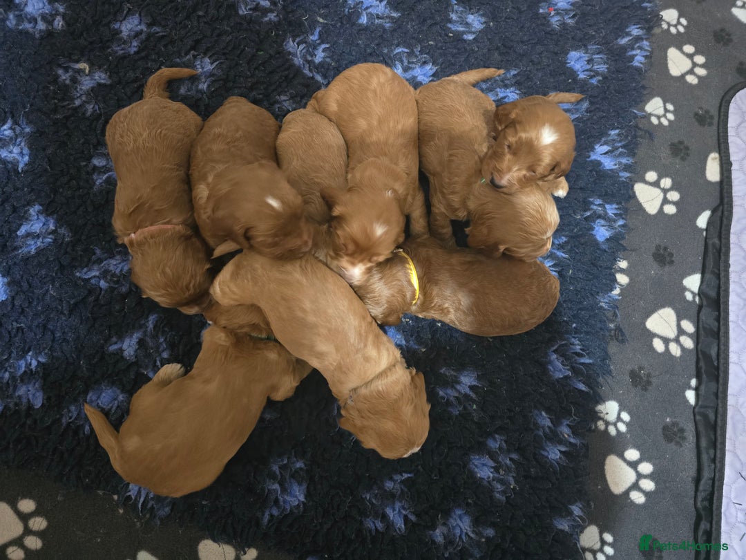 Cockapoo dogs for sale: Health tested cockerpoo F1 pups licensed Breeder  - Advert 28