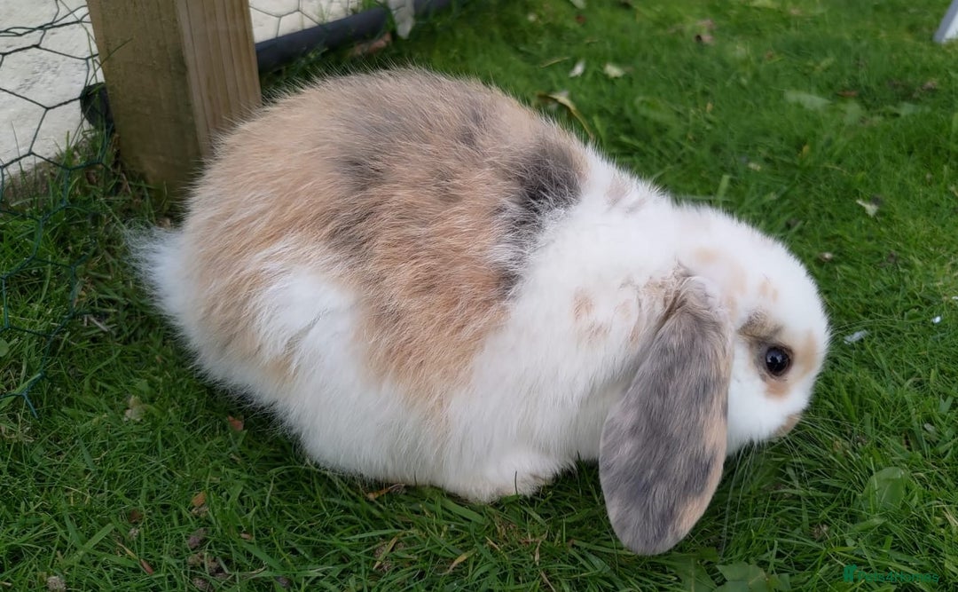 Mini Lop rabbits for sale: Gorgeous Mini lop babies looking for new homes - Image 5