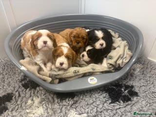 Cavalier King Charles Spaniel dogs Beautiful Cavalier King Charles Puppies - Advert 14