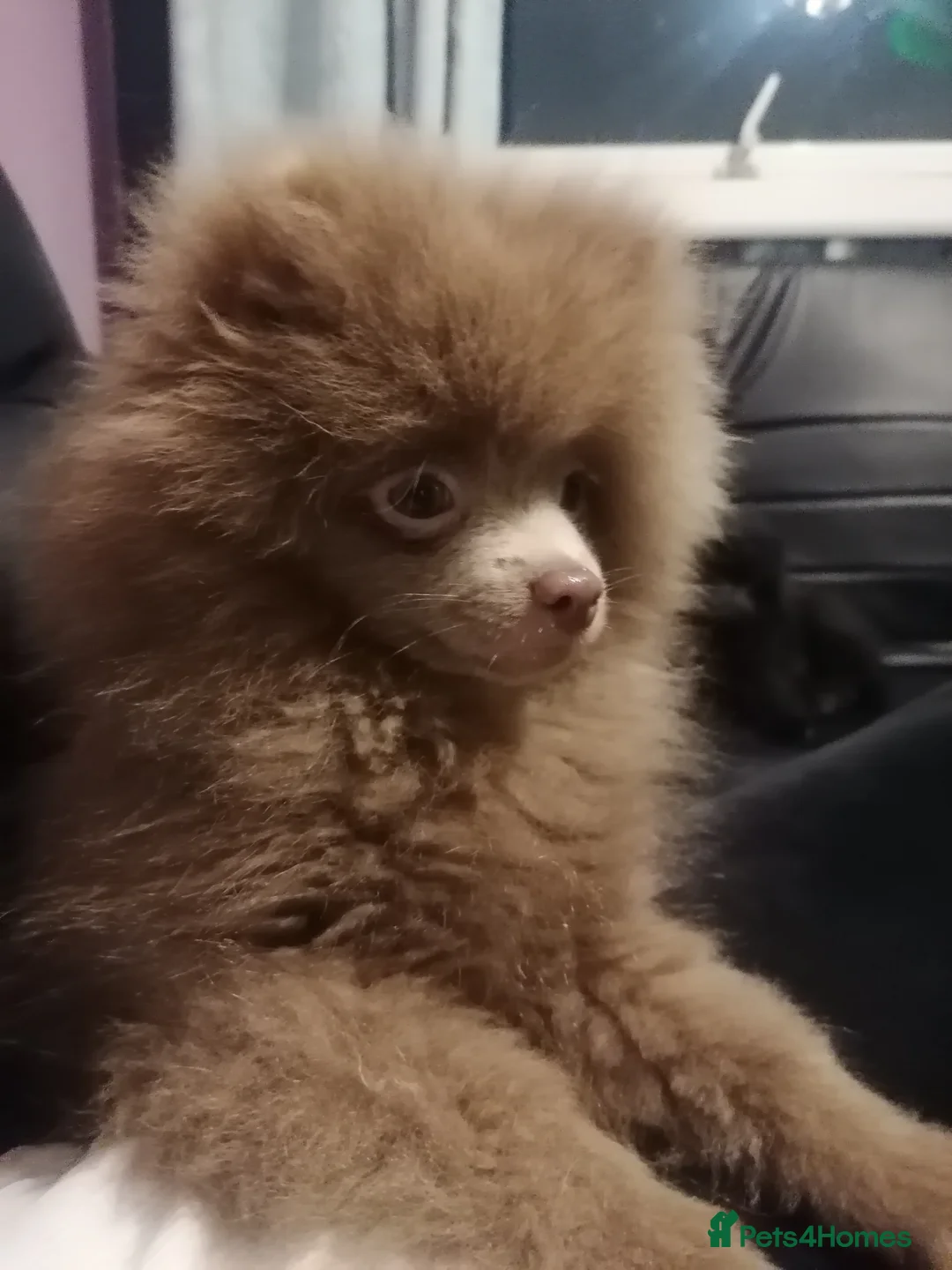 Pomeranian dogs for sale: Antonio  in Manchester - Advert 1