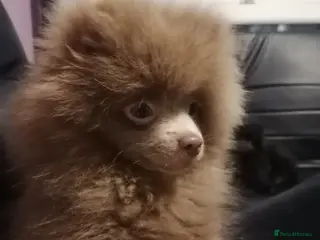 Pomeranian dogs Antonio - Advert 1