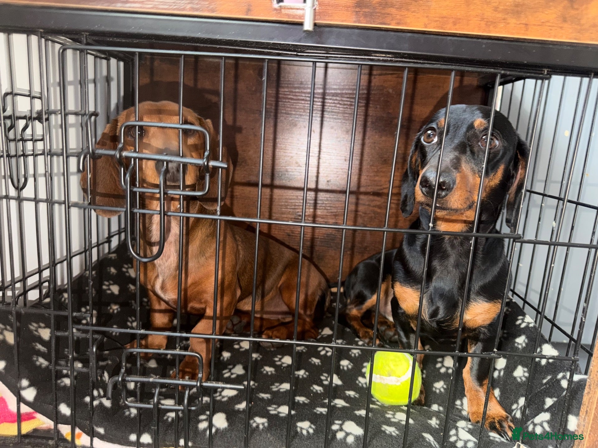 Dachshund dogs for sale: Male daschund NEEDS A NEW HOME ASAP  - Advert 15