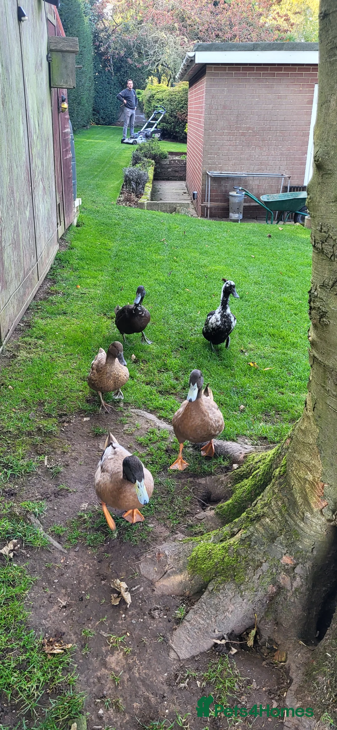 Ducks poultry for sale: 5 ducks for sale khaki campbell & cayuga  in Stoke-on-Trent - Advert 3
