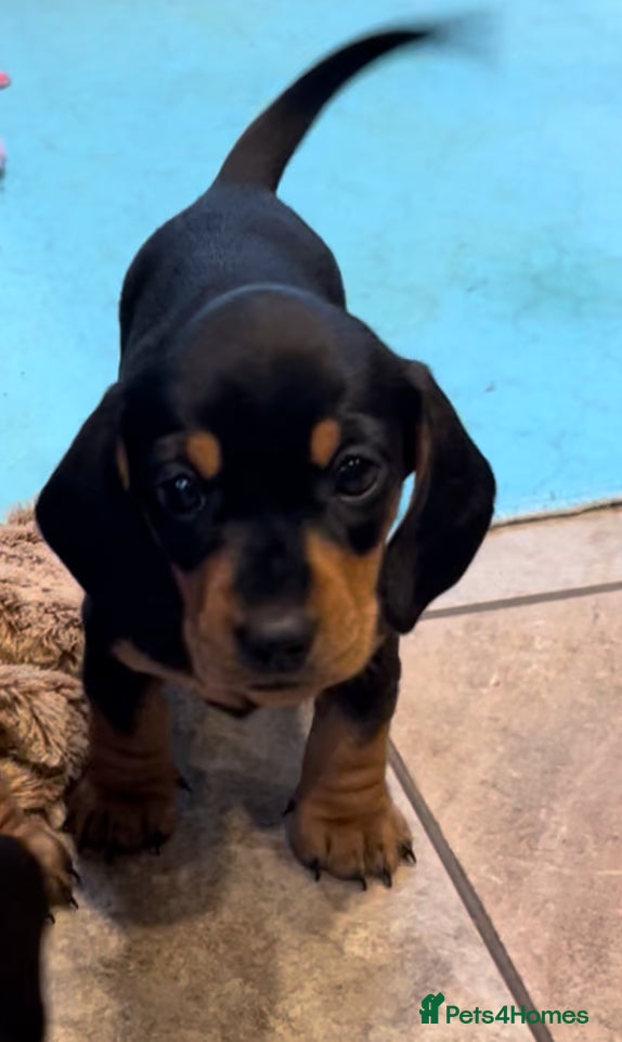 Miniature Dachshund dogs LAST Available KC Reg Miniature Dachshund Puppy  - Advert 13