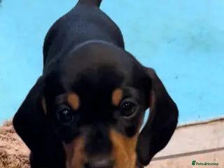 Miniature Dachshund dogs LAST Available KC Reg Miniature Dachshund Puppy - Advert 13