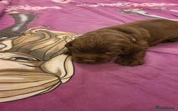 Mixed Breed dogs for sale: Cockerdor x english springer spaniel  - Image 3