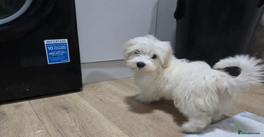 Maltese dogs - Advert 13