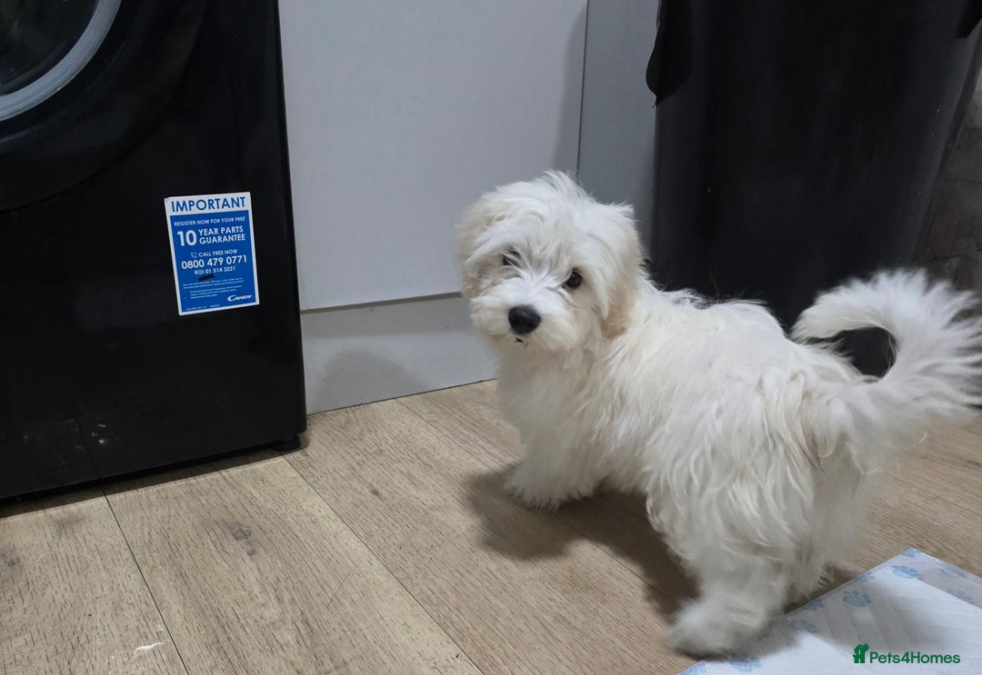 Maltese dogs for sale: Lovely maltese ready to go - Image 3