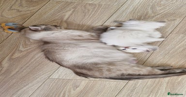 Ragdoll cats - Advert 3