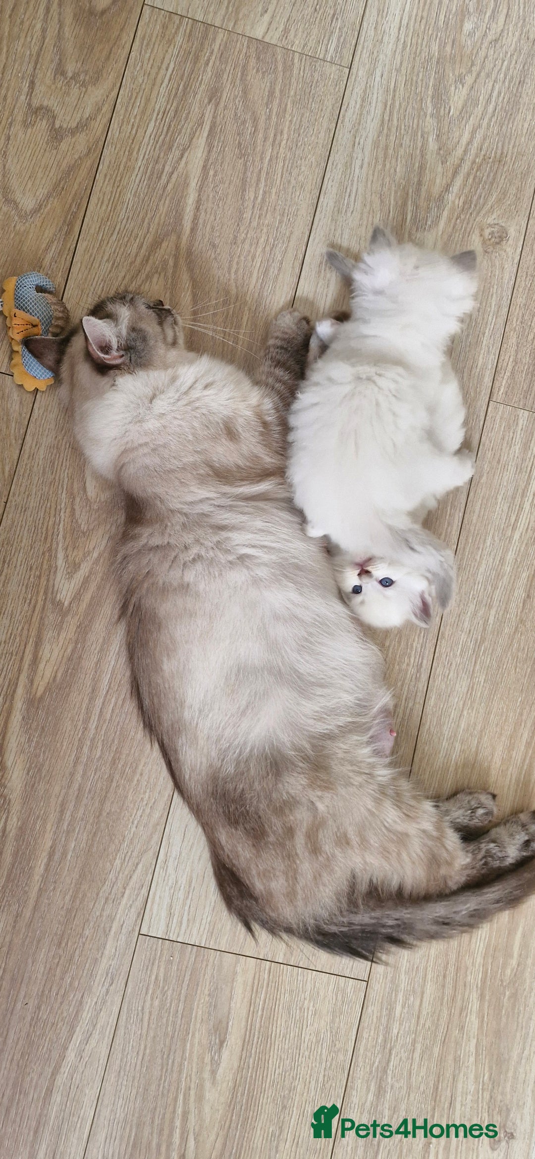 Ragdoll cats for sale: Beautiful Ragdoll Kittens.  - Image 3