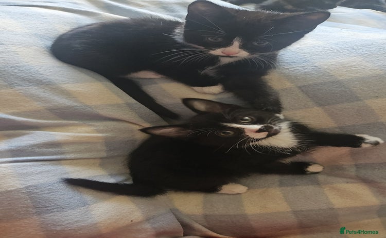 Mixed Breed cats - Advert 5