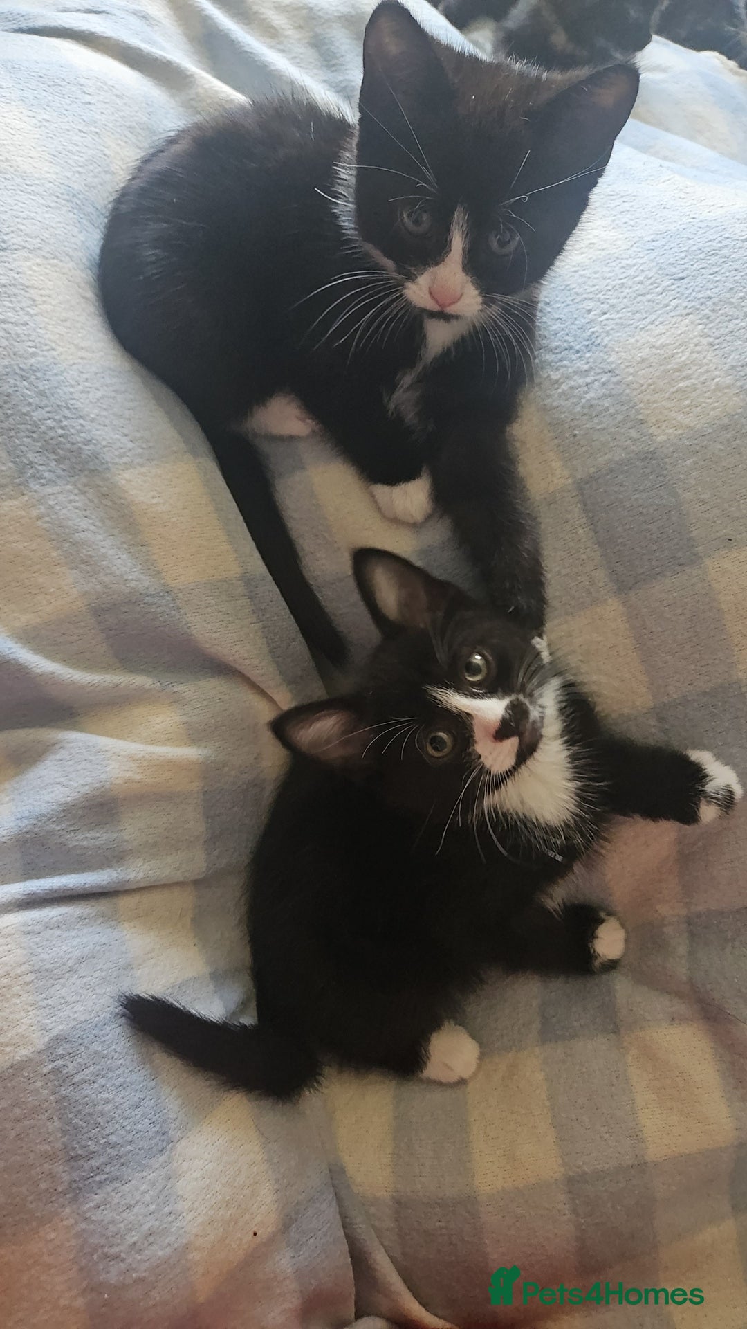 Mixed Breed cats for sale: Kittens for sale - Image 1