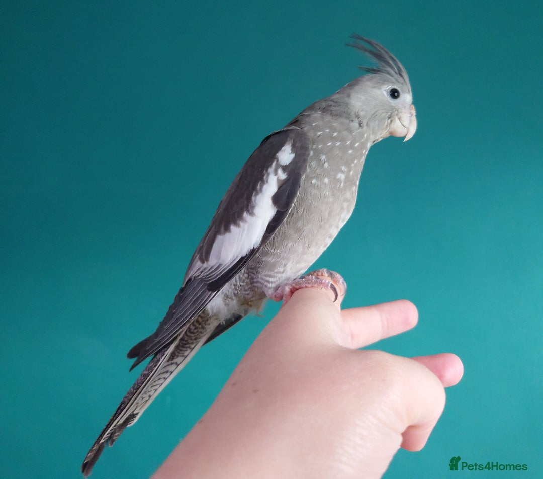 Cockatiels birds for sale: Hand reared semi tame DNA sexed baby cockatiel  in Worthing - Image 10
