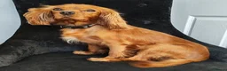 Cavalier King Charles Spaniel dogs for sale: Very Happy Cavalier King Charles  - Advert 4