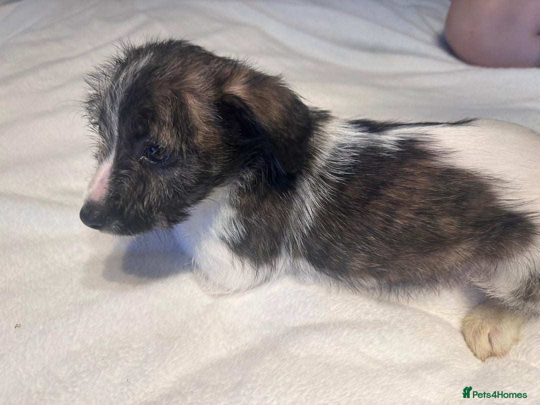 Mixed Breed dogs for sale: Italian Tzu puppies - Advert 2