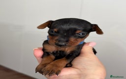 Miniature Pinscher dogs for sale: Miniature Pincher Puppies  - Image 17