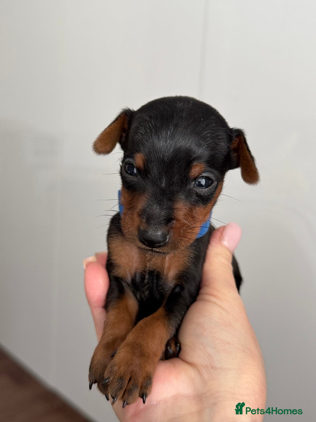 Miniature Pinscher dogs for sale: Miniature Pincher Puppies  - Image 17