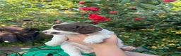 English Springer Spaniel dogs for sale: KC Reg Springer Spaniel Puppies - Horsham in Horsham - Advert 12