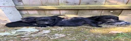 Cocker Spaniel dogs for sale: Working Cocker Spaniel Puppies  in Newmarket - Advert 5