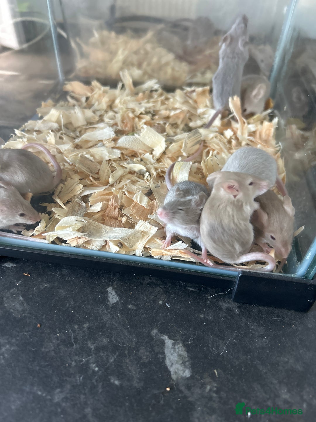 Mouse rodents for sale: Fancy mice babies males and females in Manchester - Image 4