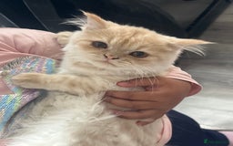 Persian cats for sale: Persian male cat - Image 3