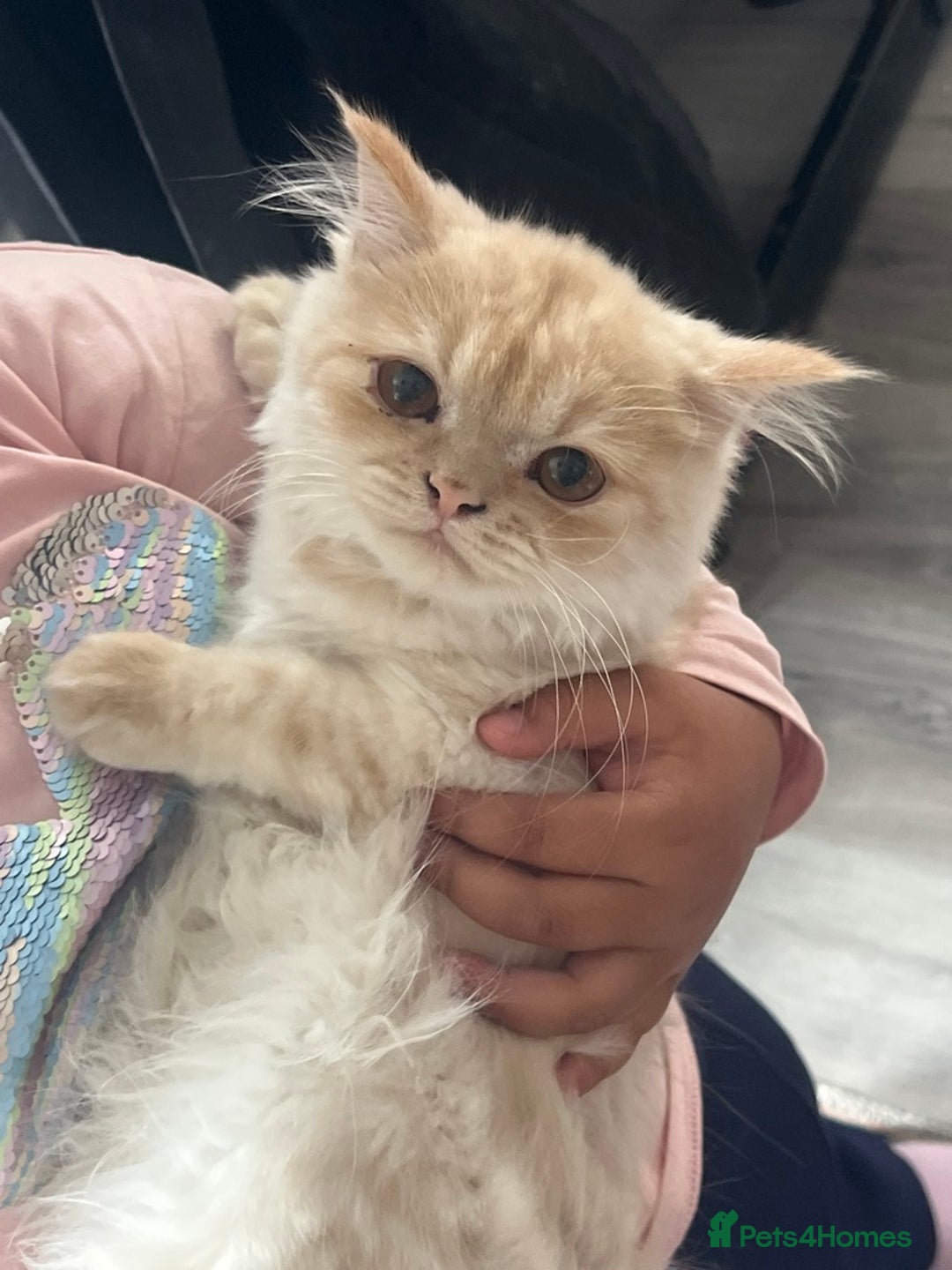 Persian cats for sale: Persian male cat - Image 3