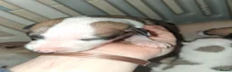 Whippet dogs for sale: Whippet Puppies in Dollar - Advert 9